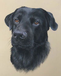 dog pastel portrait drawing