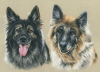 dog pastel portrait drawing
