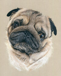 dog pastel portrait drawing