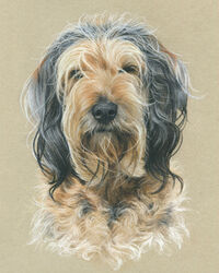 dog pastel portrait drawing