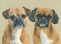 Dog pastel portrait drawing
