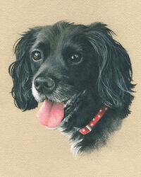 dog pastel portrait drawing