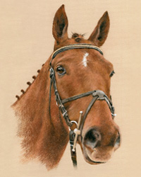 Horse pastel Portraits