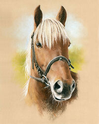 horse pastel portrait drawing