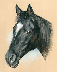 horse pastel portrait drawing