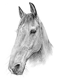 Horse pencil portraits