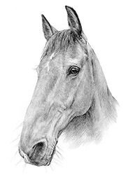 Horse pencil portrait drawing
