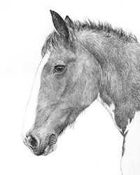 Horse pencil portrait drawing