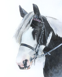 Horse watercolour portraits