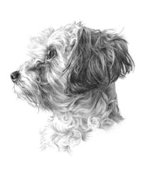 Dog pencil portrait drawing