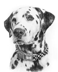 Dog pencil portrait drawing