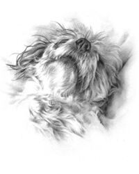 Dog pencil portrait drawing