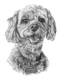 Dog pencil portrait drawing
