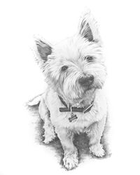 Dog pencil portrait drawing