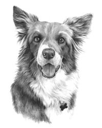 Dog pencil portrait drawing
