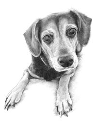 Dog pencil portrait drawing