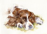 Watercolour painting of a Spaniel
