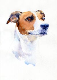 Watercolour painting of Jack Russell terrier