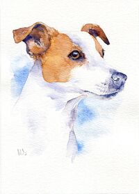 Watercolour painting of Jack Russell terrier