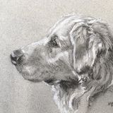 June 9th Pet Portraits £55 FULL 10am-4pm This is a new workshop, we will be using charcoal, black and white pastel on a midtoned paper, to capture your furry friend All materials will be supplied, all I ask is that you use large, clear reference photos