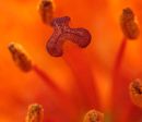 Orange Lilly