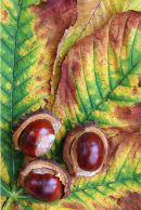 Horse Chestnuts