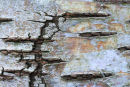 Birch Bark 2