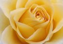Yellow Rose