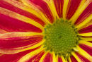 Sunburst Flower