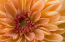Chrysanthemum
