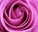 Pink Rose