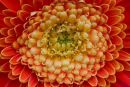Orange Gerbera