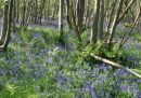 Bluebell Woods: East Sussex