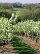 Concord Pear Orchard: Stunts Green