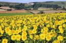 Sunflowers at Alciston