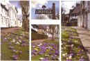 Crocus Time in Lindfield: West Sussex