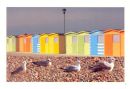 Seaford Beach Huts & Residents
