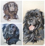 Pet Portraits
