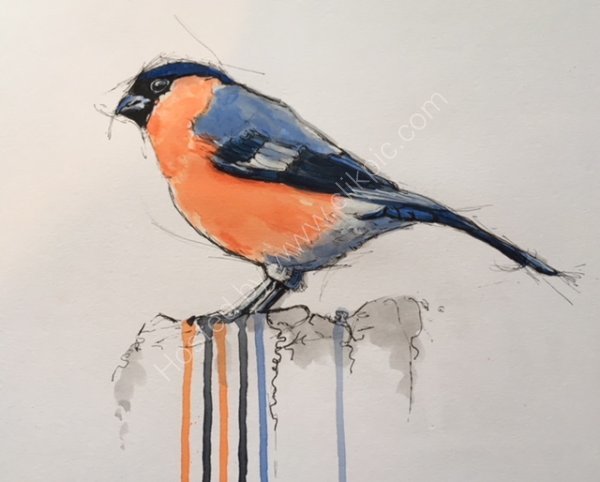 Another Bullfinch