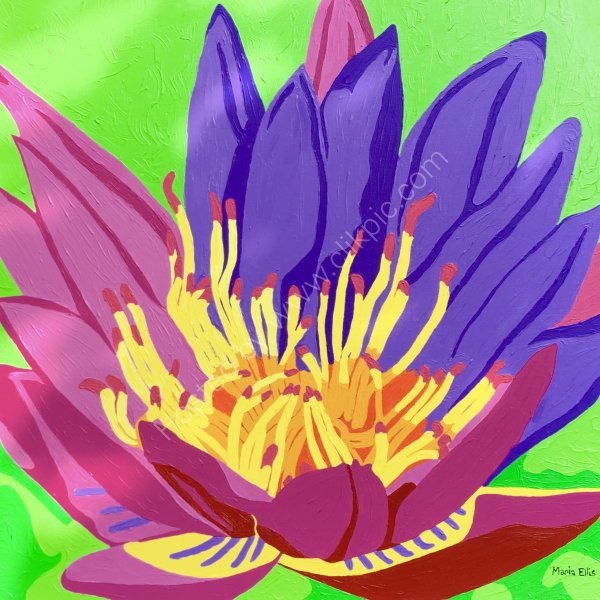 'Water Lily'