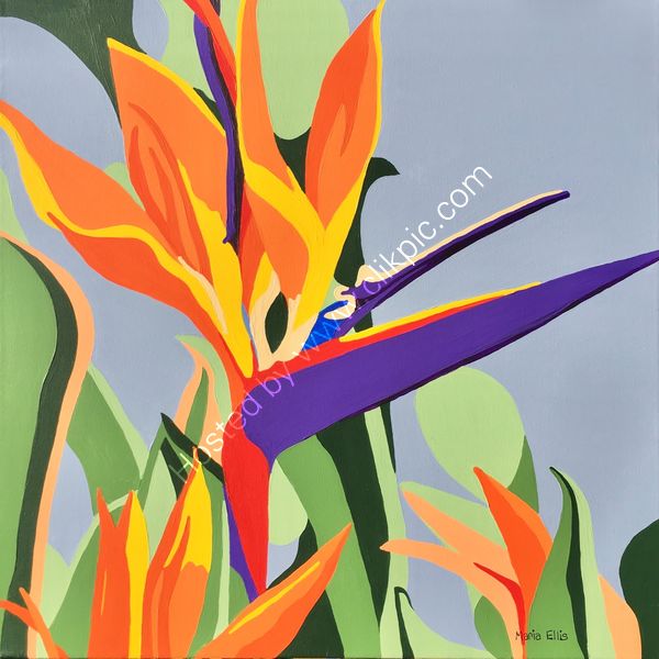 'Bird of Paradise'