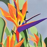 'Bird of Paradise'