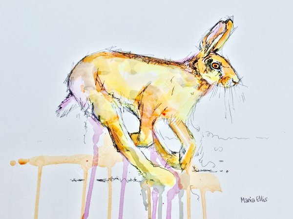 Hare