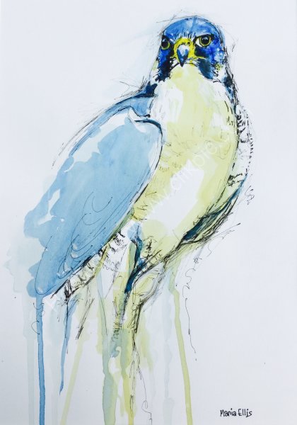 Peregrine Falcon