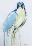 Peregrine Falcon