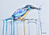 Kingfisher