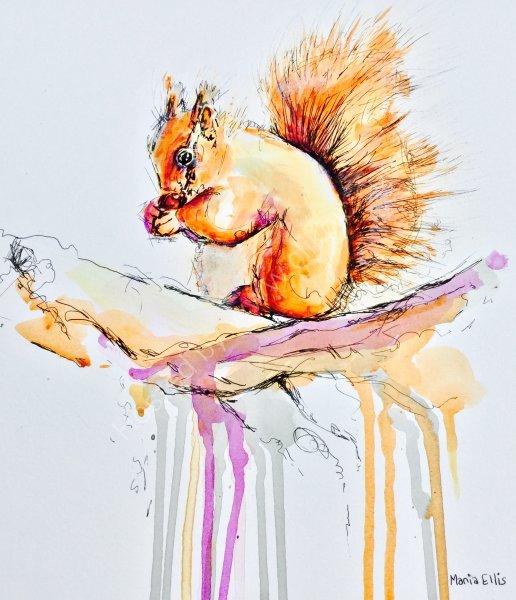 'Red Squirrel'