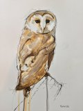 Barn Owl