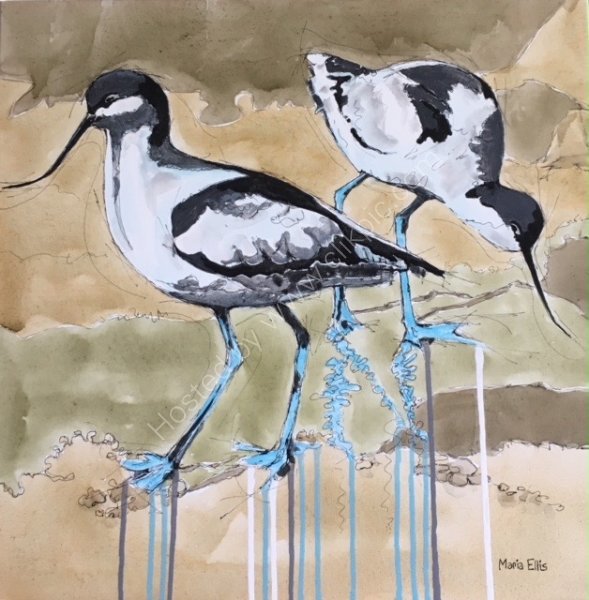 Avocets