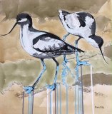 NEW - Avocets
